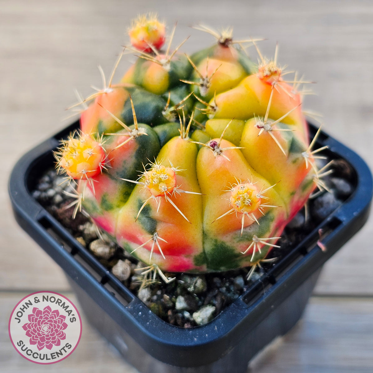 Gymnocalycium damsii Variegata