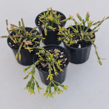 Load image into Gallery viewer, Hatiora salicornioides