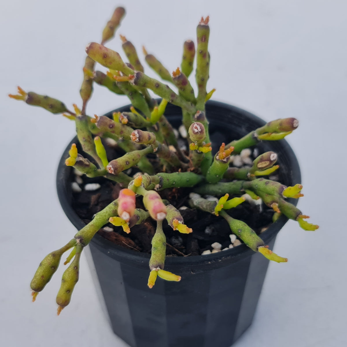 Hatiora salicornioides (Lg)