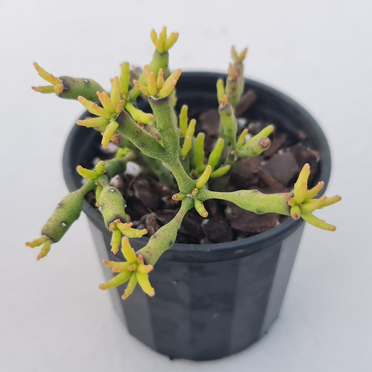 Hatiora salicornioides (Lg)