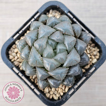 Load image into Gallery viewer, Haworthia cooperi var. truncata