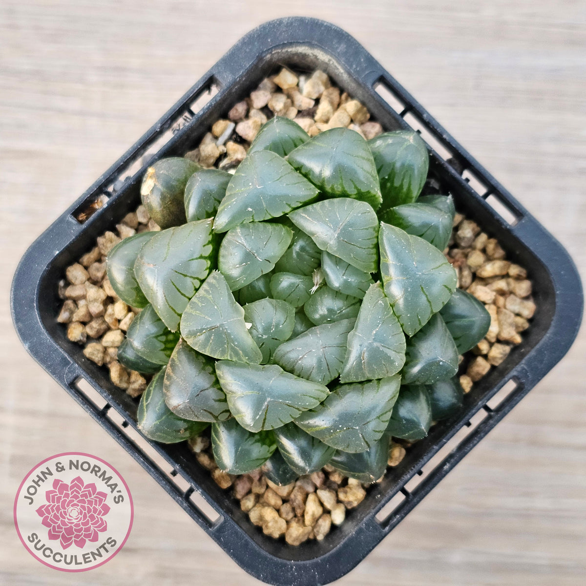 Haworthia cooperi var. truncata