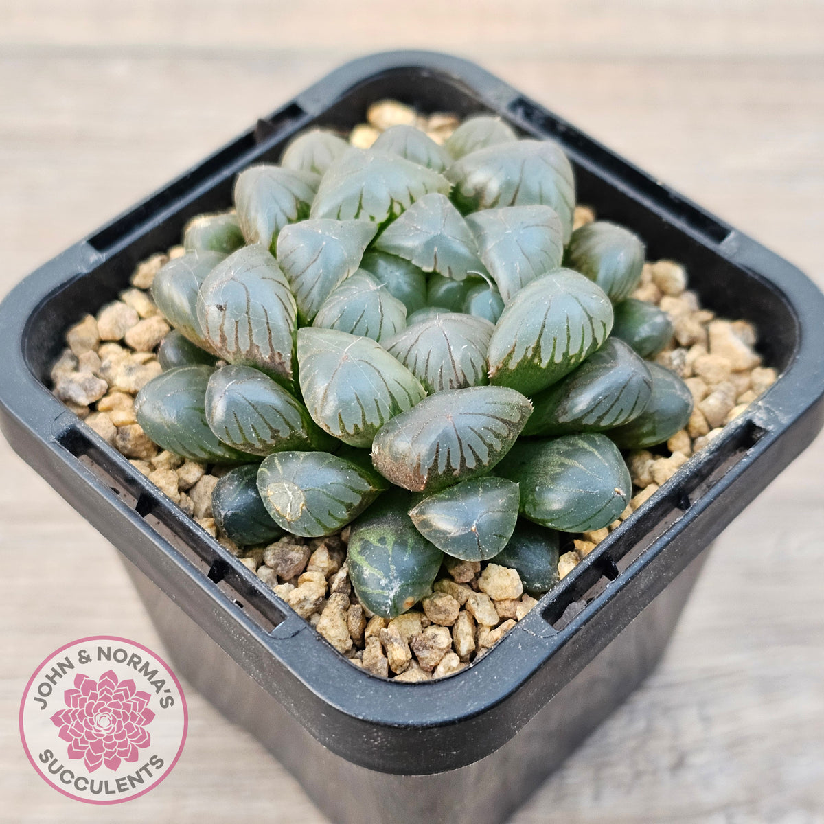 Haworthia cooperi var. truncata