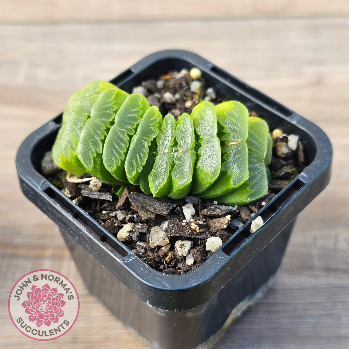 Haworthia truncata 'Lime Green'