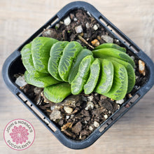 Load image into Gallery viewer, Haworthia truncata 'Lime Green'