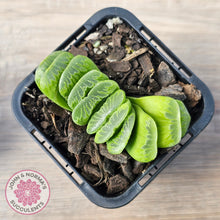 Load image into Gallery viewer, Haworthia truncata 'Lime Green'