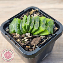Load image into Gallery viewer, Haworthia truncata 'Lime Green'
