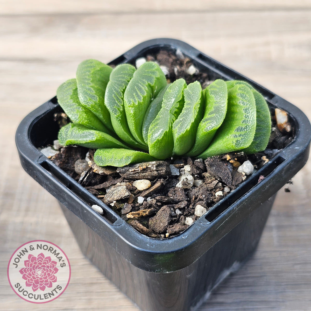 Haworthia truncata 'Lime Green'