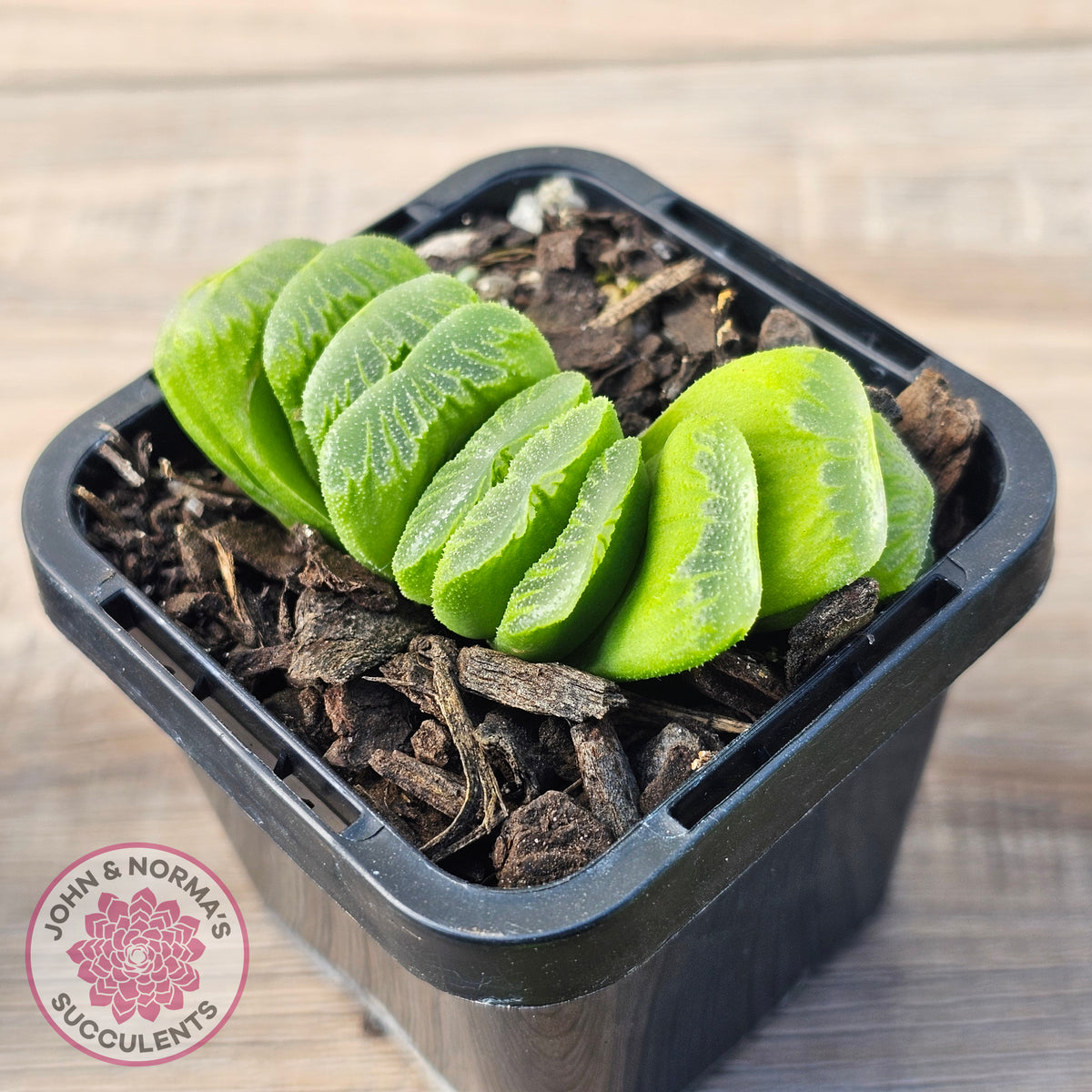 Haworthia truncata 'Lime Green'