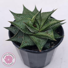 Load image into Gallery viewer, Haworthiopsis limifolia - John & Norma's Succulents Australia