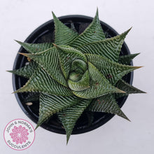 Load image into Gallery viewer, Haworthiopsis limifolia - John & Norma's Succulents Australia