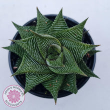 Load image into Gallery viewer, Haworthiopsis limifolia - John & Norma's Succulents Australia