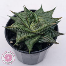 Load image into Gallery viewer, Haworthiopsis limifolia - John & Norma's Succulents Australia