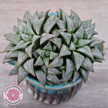 Load image into Gallery viewer, Haworthia Wimii Hybrid 'Silver kiwi'