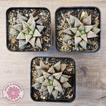 Load image into Gallery viewer, Haworthia Wimii Hybrid 'Silver kiwi'