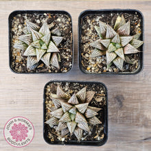 Load image into Gallery viewer, Haworthia Wimii Hybrid 'Silver kiwi'