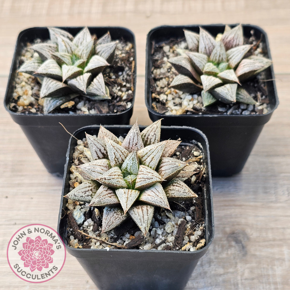 Haworthia Wimii Hybrid 'Silver kiwi'