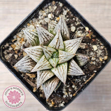 Load image into Gallery viewer, Haworthia Wimii Hybrid 'Silver kiwi'