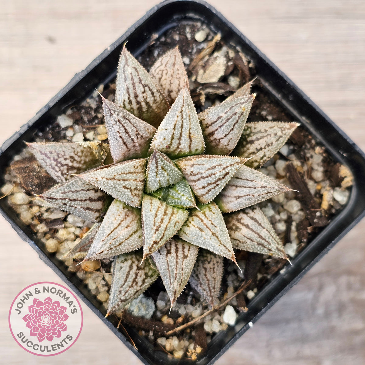 Haworthia Wimii Hybrid 'Silver kiwi'