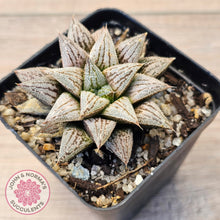 Load image into Gallery viewer, Haworthia Wimii Hybrid 'Silver kiwi'