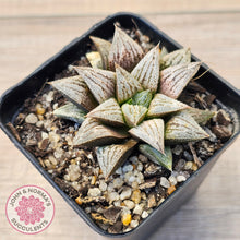 Load image into Gallery viewer, Haworthia Wimii Hybrid 'Silver kiwi'