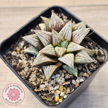 Load image into Gallery viewer, Haworthia Wimii Hybrid 'Silver kiwi'