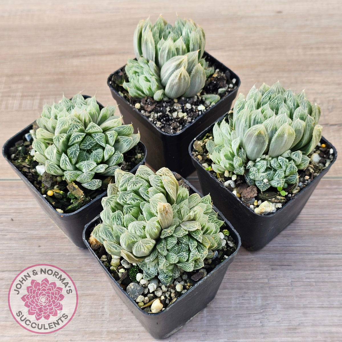 Haworthia cooperi 'Silver Swirls'