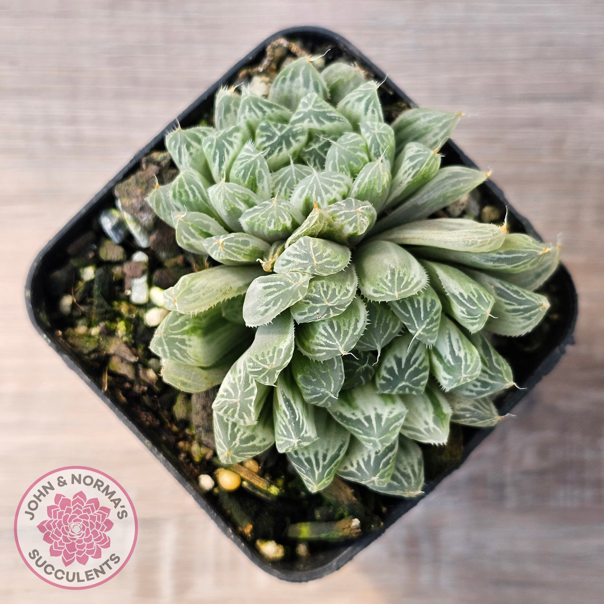 Haworthia cooperi 'Silver Swirls'