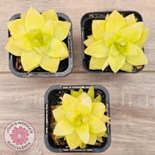 Load image into Gallery viewer, Haworthia 'Xantha Gold'