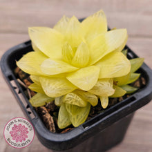 Load image into Gallery viewer, Haworthia 'Xantha Gold'