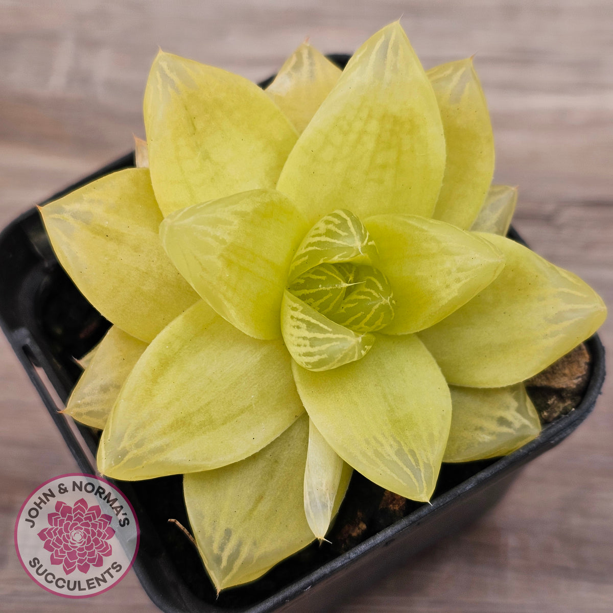Haworthia 'Xantha Gold'
