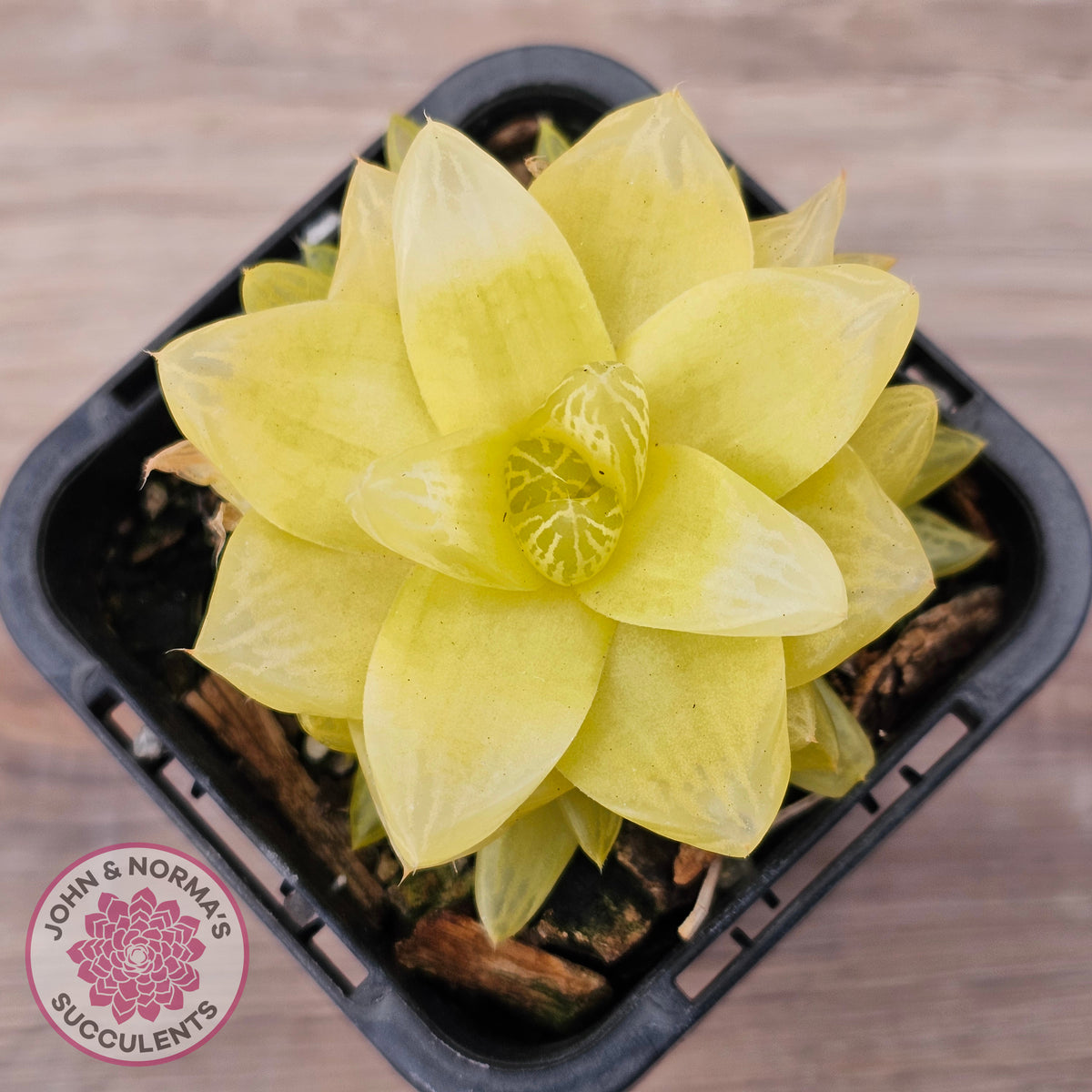 Haworthia 'Xantha Gold'