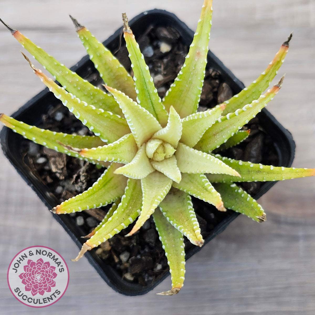 Haworthia attenuata variegata