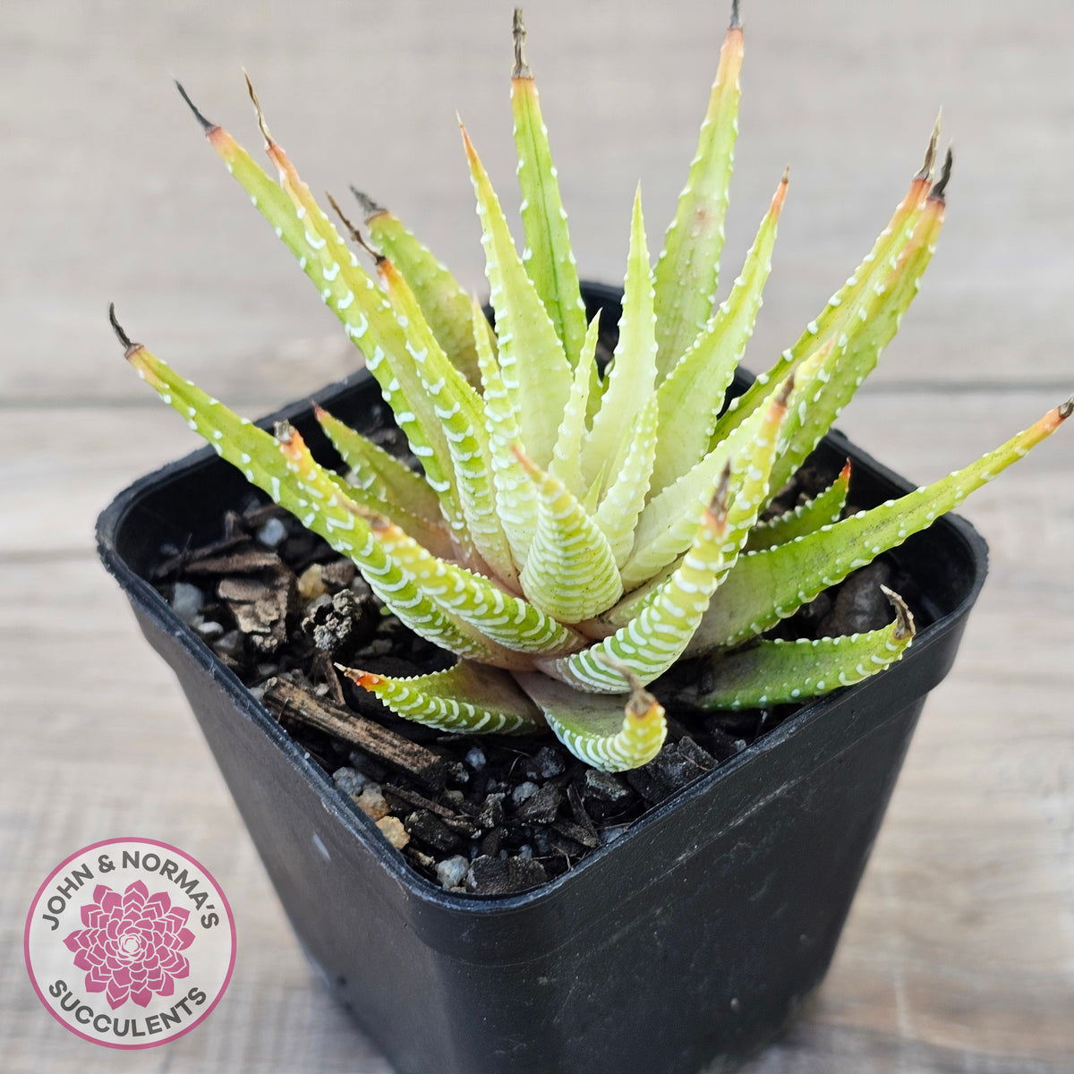 Haworthia attenuata variegata