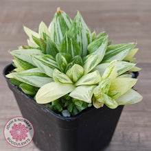 Load image into Gallery viewer, Haworthia cymbiformis 'Variegata' Clumps