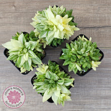 Load image into Gallery viewer, Haworthia cymbiformis 'Variegata' Clumps