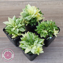 Load image into Gallery viewer, Haworthia cymbiformis 'Variegata' Clumps