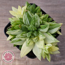 Load image into Gallery viewer, Haworthia cymbiformis 'Variegata' Clumps