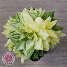 Load image into Gallery viewer, Haworthia cymbiformis 'Variegata' Clumps