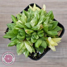 Load image into Gallery viewer, Haworthia cymbiformis 'Variegata' Clumps