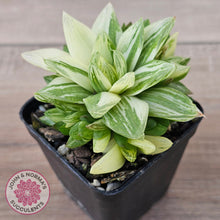 Load image into Gallery viewer, Haworthia cymbiformis 'Variegata' Clumps