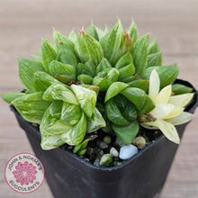 Load image into Gallery viewer, Haworthia cymbiformis 'Variegata' Clumps