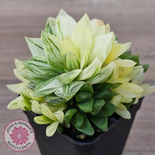 Load image into Gallery viewer, Haworthia cymbiformis 'Variegata' Clumps
