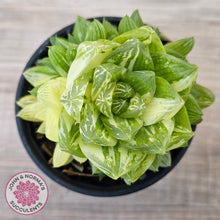 Load image into Gallery viewer, Haworthia cymbiformis 'Variegata' Clumps