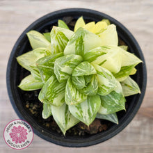 Load image into Gallery viewer, Haworthia cymbiformis 'Variegata' Clumps
