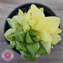 Load image into Gallery viewer, Haworthia cymbiformis 'Variegata' Clumps