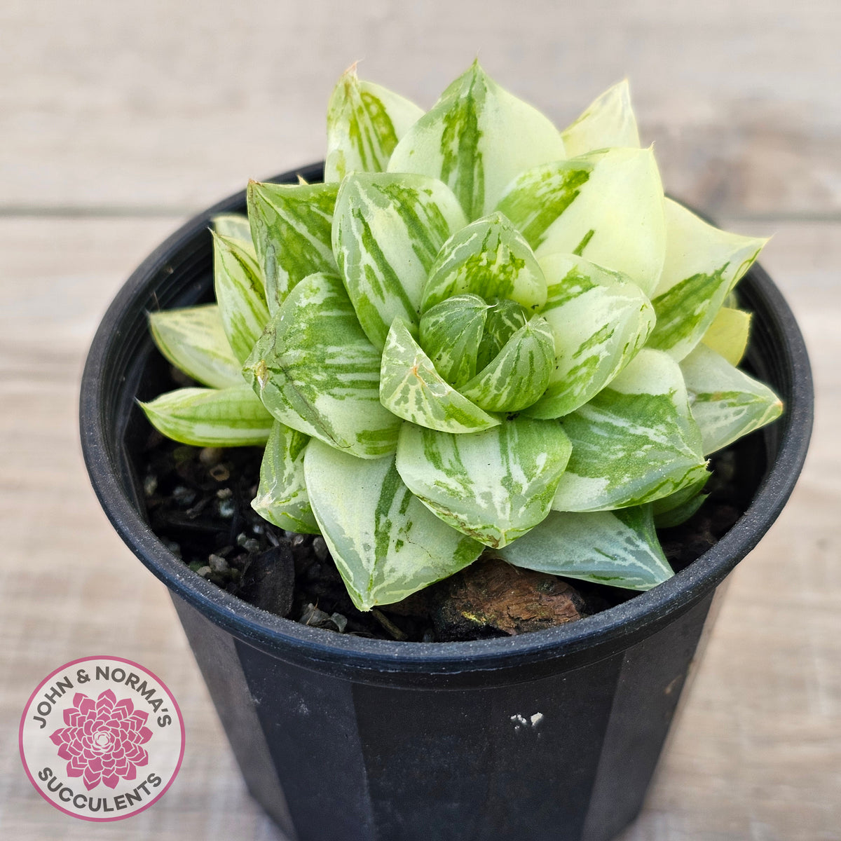 Haworthia cymbiformis 'Variegata' Clumps