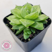 Load image into Gallery viewer, Haworthia cymbiformis - John & Norma's Succulents Australia