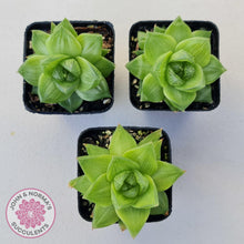 Load image into Gallery viewer, Haworthia cymbiformis - John & Norma's Succulents Australia