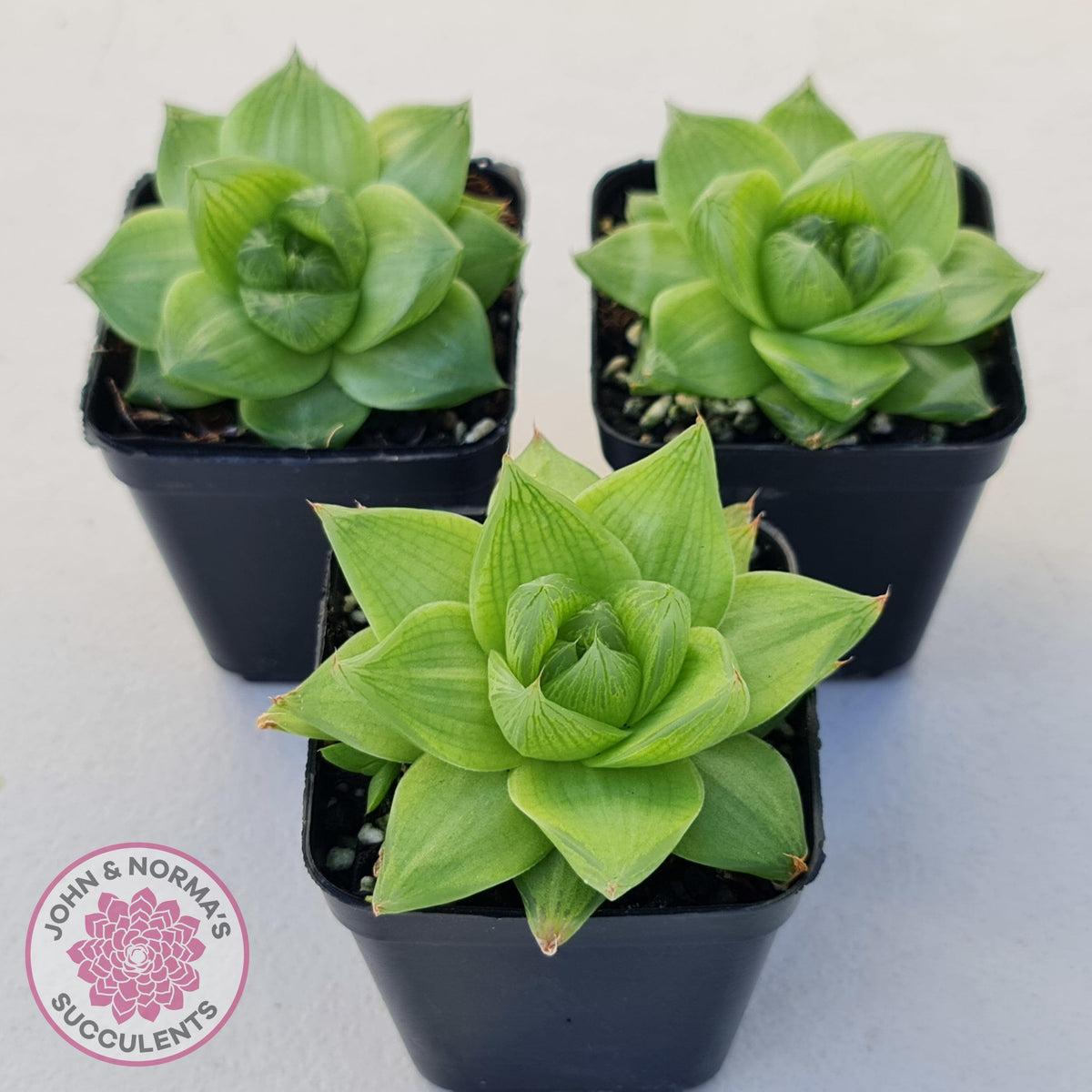 Haworthia cymbiformis